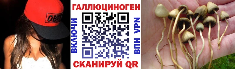 Псилоцибиновые грибы Psilocybine cubensis Апрелевка
